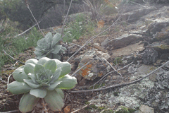 Dudleya pulverulenta Chalk Lettuce Dudleya pulverulenta Chalk Lettuce