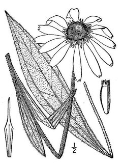 Echinacea Echinacea, Blacksamson echinacea, Strigose blacksamson