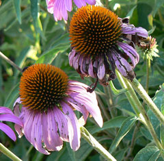 Echinacea angustifolia Echinacea