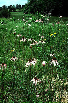 Echinacea pallida Cone Flower