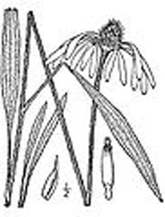 Echinacea pallida Cone Flower