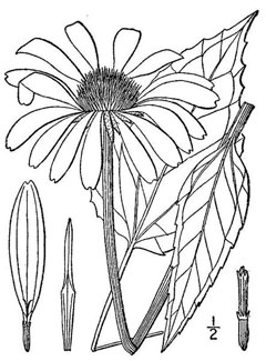 Echinacea purpurea Echinacea