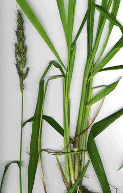 Echinochloa_crus-galli Barnyard Millet, Barnyardgrass,