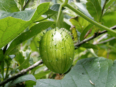 Echinocystis Wild Cucumber