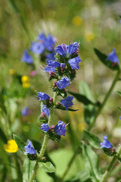 Echium vulgare Viper Echium vulgare Viper