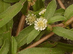 Eclipta prostrata Han Lian Cao