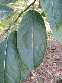 Ehretia_acuminata Koda Tree