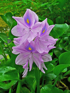 Eichhornia crassipes Water Hyacinth, Common water hyacinth