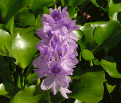 Eichhornia_crassipes Water Hyacinth, Common water hyacinth