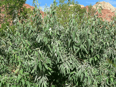 Elaeagnus_angustifolia Oleaster, Russian olive