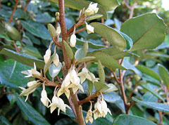 Elaeagnus macrophylla 