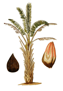 Elaeis_guineensis African Oil Palm