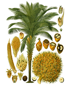 Elaeis African Oil Palm