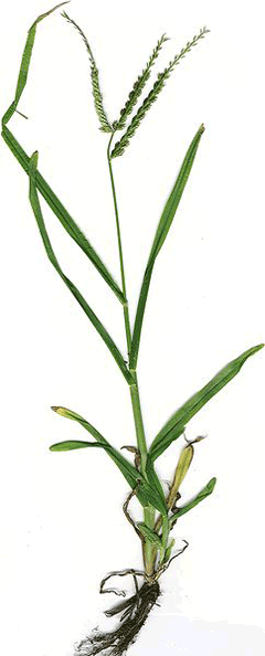 Eleusine indica Wire Grass, Indian goosegrass, Yard Grass, Goose Grass Eleusine indica Wire Grass, Indian goosegrass, Yard Grass, Goose Grass