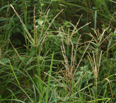 Eleusine indica Wire Grass, Indian goosegrass, Yard Grass, Goose Grass Eleusine indica Wire Grass, Indian goosegrass, Yard Grass, Goose Grass