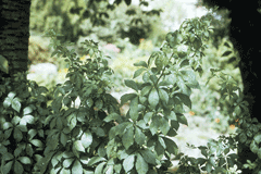 Eleutherococcus sieboldianus Ukogi, Five Leafed Aralia Eleutherococcus sieboldianus Ukogi, Five Leafed Aralia