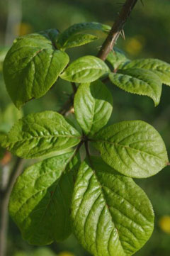 Eleutherococcus senticosus Siberian Ginseng