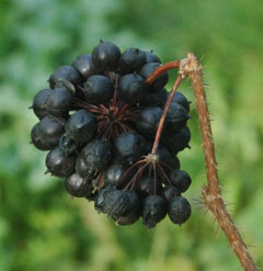 Eleutherococcus senticosus Siberian Ginseng
