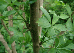 Eleutherococcus sieboldianus Ukogi, Five Leafed Aralia Eleutherococcus sieboldianus Ukogi, Five Leafed Aralia