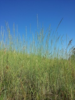 Elymus hispidus Wild triga, Pubescent wheatgrass, Elymus hispidus Wild triga, Pubescent wheatgrass,