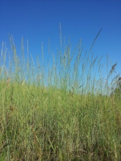 Elymus hispidus Wild triga, Pubescent wheatgrass,