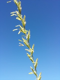 Elymus_hispidus Wild triga, Pubescent wheatgrass,