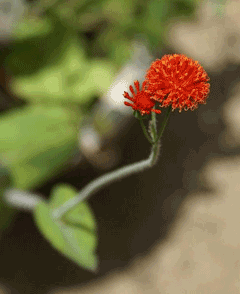 Emilia coccinea Tassel Flower, Scarlet tasselflower