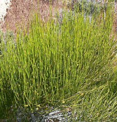 Ephedra viridis Mormon Tea, Brigham Tea, Long Leaf Ephedra, Mountain Joint Fir, Mormon Tea, Ephedra Ephedra viridis Mormon Tea, Brigham Tea, Long Leaf Ephedra, Mountain Joint Fir, Mormon Tea, Ephedra
