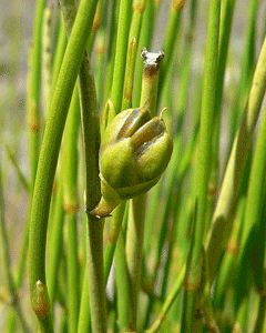 Ephedra viridis Mormon Tea, Brigham Tea, Long Leaf Ephedra, Mountain Joint Fir, Mormon Tea, Ephedra Ephedra viridis Mormon Tea, Brigham Tea, Long Leaf Ephedra, Mountain Joint Fir, Mormon Tea, Ephedra