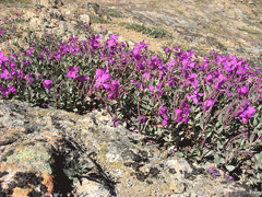 Epilobium latifolium River Beauty Epilobium latifolium River Beauty