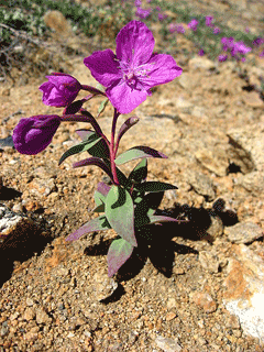 Epilobium latifolium River Beauty Epilobium latifolium River Beauty