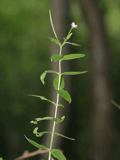 Epilobium parviflorum Codlins And Cream, Smallflower hairy willowherb Epilobium parviflorum Codlins And Cream, Smallflower hairy willowherb