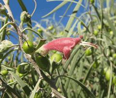 Eremophila longifolia Eremophila longifolia