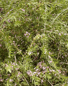 Eremophila maculata Spotted Emubush Eremophila maculata Spotted Emubush