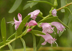 Eremophila maculata Spotted Emubush Eremophila maculata Spotted Emubush