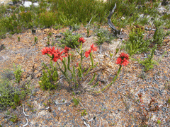 Erica cerinthoides Fire Heath Erica cerinthoides Fire Heath
