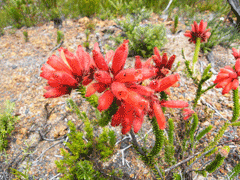 Erica cerinthoides Fire Heath Erica cerinthoides Fire Heath