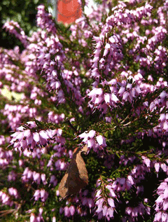 Erica x darleyensis Darley Dale Heath, Cape Heath, Molten Silver Heath, Heather Erica x darleyensis Darley Dale Heath, Cape Heath, Molten Silver Heath, Heather
