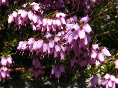 Erica x darleyensis Darley Dale Heath, Cape Heath, Molten Silver Heath, Heather Erica x darleyensis Darley Dale Heath, Cape Heath, Molten Silver Heath, Heather