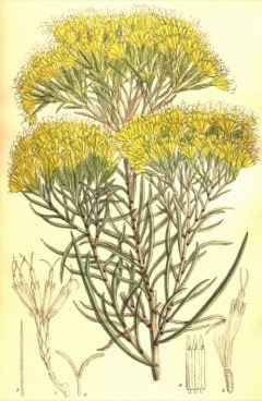 Ericameria nauseosa Rubber Rabbitbrush Ericameria nauseosa Rubber Rabbitbrush