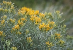 Ericameria nauseosa Rubber Rabbitbrush Ericameria nauseosa Rubber Rabbitbrush