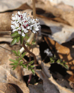 Erigenia bulbosa Harbinger Of Spring