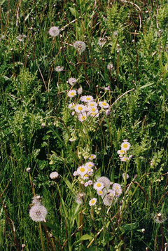 Erigeron philadelphicus Philadelphia Fleabane Erigeron philadelphicus Philadelphia Fleabane
