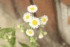 Erigeron philadelphicus Philadelphia Fleabane Erigeron philadelphicus Philadelphia Fleabane
