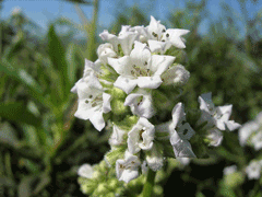 Eriodictyon trichocalyx Hairy Yerba Santa Eriodictyon trichocalyx Hairy Yerba Santa