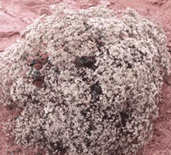 Eriogonum corymbosum Crispleaf Buckwheat, Las Vegas wild buckwheat