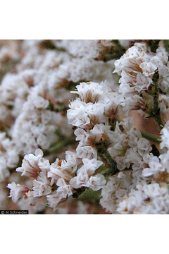 Eriogonum corymbosum Crispleaf Buckwheat, Las Vegas wild buckwheat Eriogonum corymbosum Crispleaf Buckwheat, Las Vegas wild buckwheat