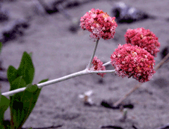 Eriogonum latifolium Seaside Buckwheat Eriogonum latifolium Seaside Buckwheat