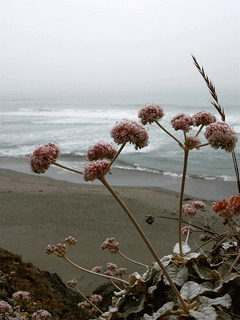 Eriogonum latifolium Seaside Buckwheat Eriogonum latifolium Seaside Buckwheat