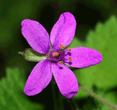 Erodium malacoides Oval Heron Erodium malacoides Oval Heron